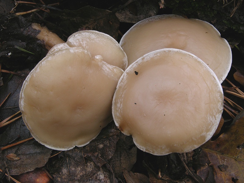 Clitocybe da determinare.